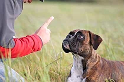 Летний фестиваль собак